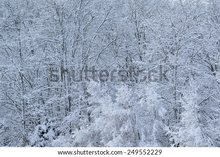 Winter forest with fresh snow, Yankee Springs State Park, Michigan, USA
