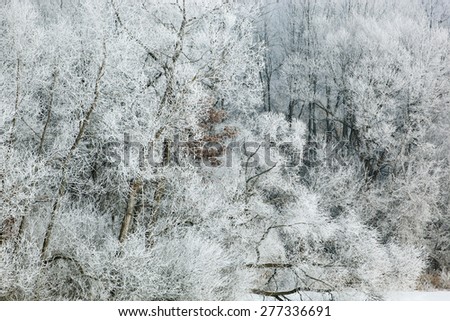 Hoarfrost encases a lakeside forest of bare trees  on a frigid winter morning, Michigan, USA