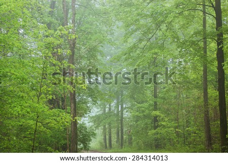 Spring woods in fog, Kellogg Forest, Michigan, USA