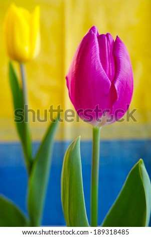 Purple and Yellow Tulips on Yellow and Blue Background