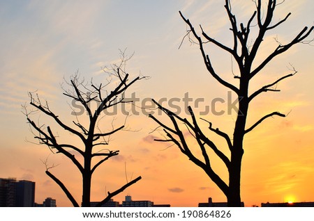 Tree Silhouette at Sunset, Background of two trees silhouette and orange color sunset.