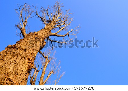 Dead tree with clear blue sky background, Tree without leaves but still alive.