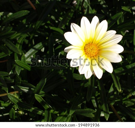 Wild White Chrysanthemum isolated (White Mum)