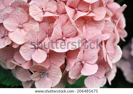 Milky pink color wild Hydrangea in full bloom (Scientific name: Hydrangea macrophylla)