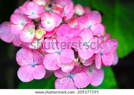 Vivid pink color wild Hydrangea in full bloom (Scientific name: Hydrangea macrophylla)