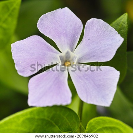 Light purple or violet color periwinkle flower in the garden