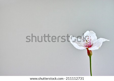 Single cherry flower isolated on light grey background