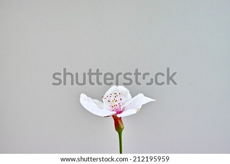 Single cherry flower isolated on light grey background