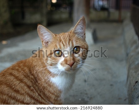 Stray cat photographed in a park in Yokohama, Japan.