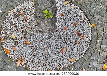 Background of fallen leaves on stone pavement, circle, tree trunk and small green leaf bud.
