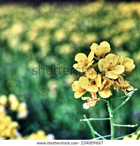 Wild Yellow Primrose Flowers (Scientific name: Oenothera) Yellow and green background