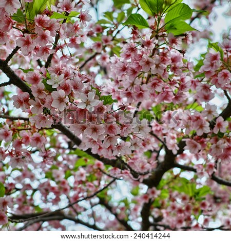 Cherry blossom or Sakura flower in Japanese language. Photographed in Tokyo, Japan.