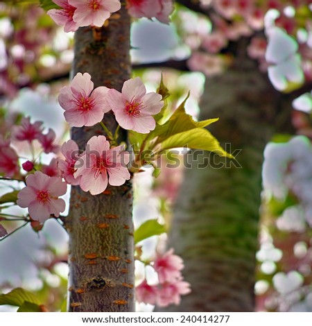 Cherry blossom or Sakura flower in Japanese language. Photographed in Tokyo, Japan.
