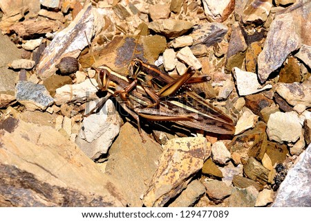 Crickets, family Gryllidae (also known as \