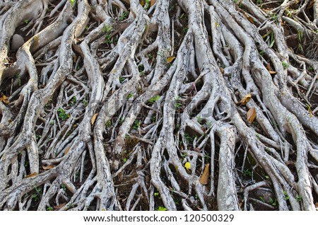 Tree roots on the ground.