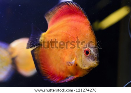 Discus fish, orange Symphysodon Discus in aquarium.