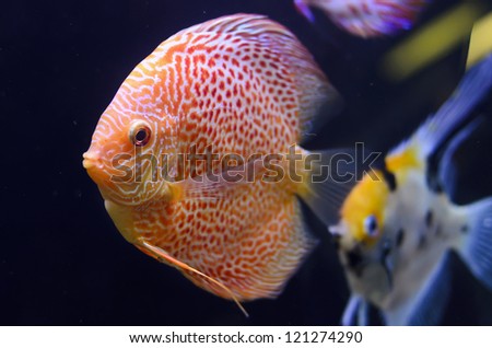 Discus fish, red Symphysodon Discus in aquarium.