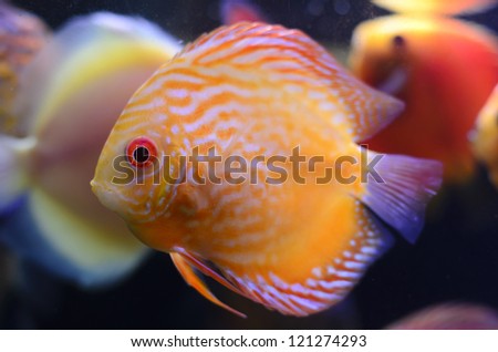 Discus fish, yellow Symphysodon Discus in aquarium.