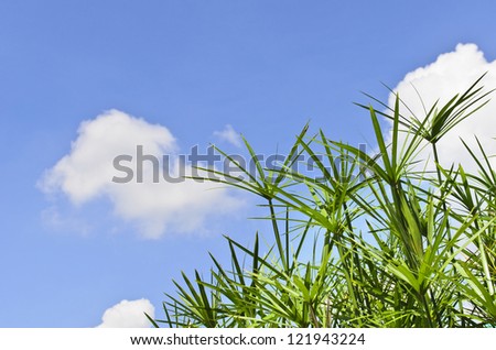 A photo of Lady palm with blue sky and cloud. This palm called Rhapis exclesa.