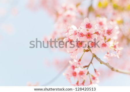 Thailand Sakura Pink Flower In Chiangmai, Thailand