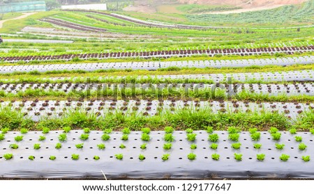 Terraced plant farm at chiang mai , thailand