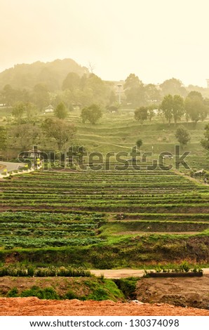 Terraced plant farm at chiang mai , thailand