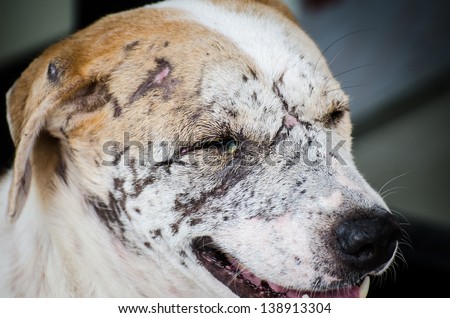 Many scars stray dog