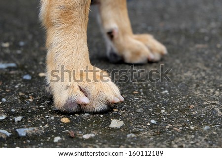 dog feet and legs