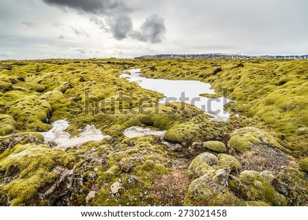 Moss covered lava field Kirkjubaeklaustur, Iceland