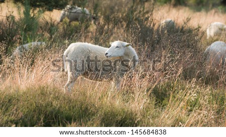 Sheep on the Heather