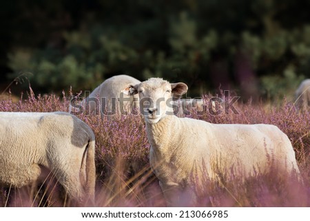 Landscape preservation with Sheeps in the Heather