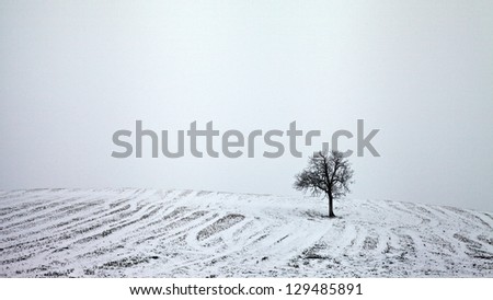 Lone Tree in Snow