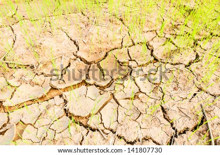 Rice growing on drought field, drought land