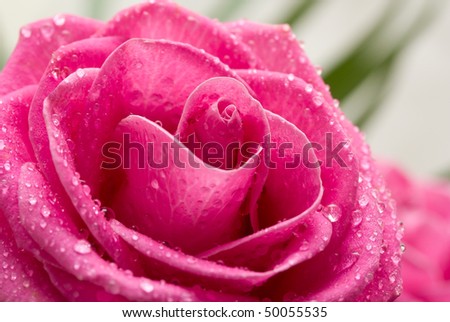 Macro image rose. Dew on rose-petals