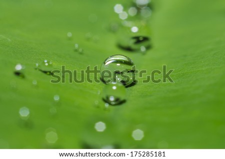 Macro rain water drop on green leaf, for wallpaper background