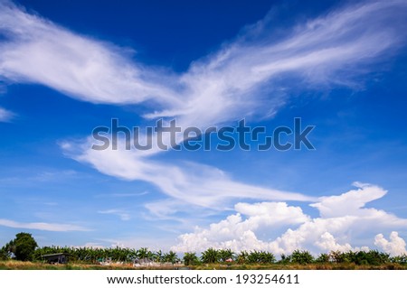 Blue sky with cloud look like  a big bird