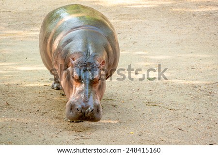 Young hippopotamus walking