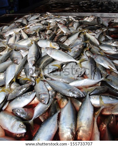 A pile of fresh fishes at fish market for sell