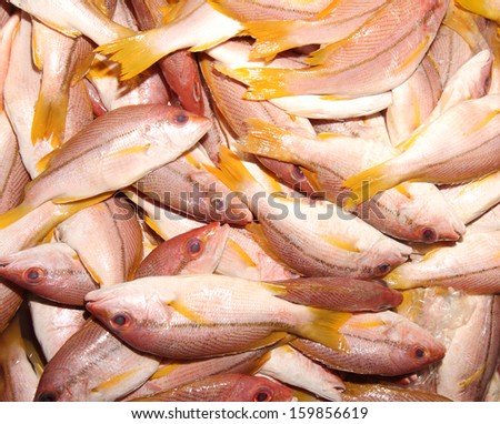 A pile of fresh fishes at fish market for sell