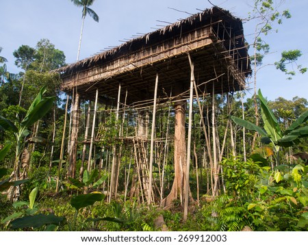 The jungle, Indonesia - January 15, 2015: Houses on the trees. That way Korowaya tribe builds houses in Papua