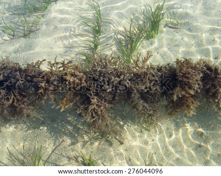 Underwater plants waving in shallow and warm ocean water