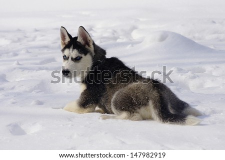 Angry puppy dog breed Siberian husky in the snow