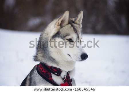 sled dog