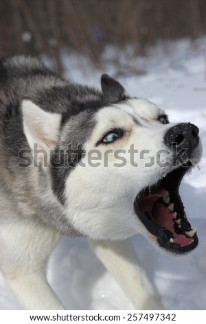 angry dog breed Siberian Husky attacks