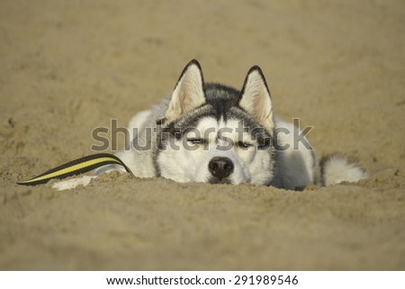 hot, husky dog lying in the sand