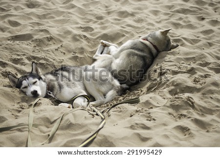 sweet dream two dogs in the hot sand
