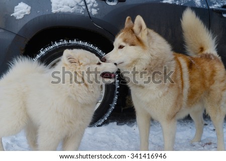 Puppy dog breed Samoyed Husky meets red
