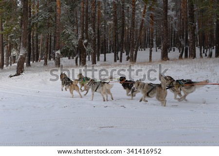 running team of sled dogs of six Siberian Huskies