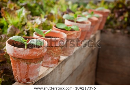Squash seedlings in weathered terra cotta pots - shallow DOF, first seedling on left is the focus point