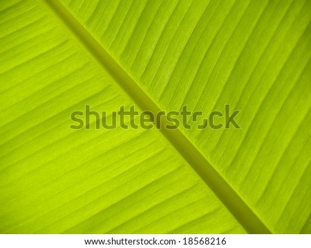 In cool, green, large shade of a banana leaf